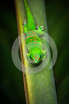 Green gekko on green leaf