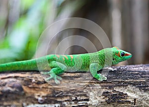 Green geko