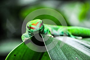 Green Geko lizard with orange head on a green leaf