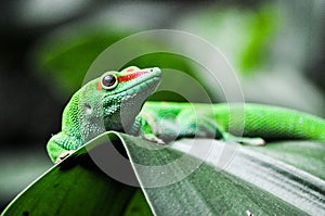 Green Geko lizard with orange head on a green leaf