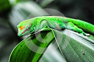 Green Geko lizard with orange head on a green leaf