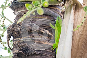 Green Geko Poses on a palm tree in the florida keys