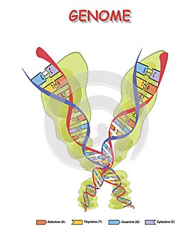 Green genome with colore DNA isolated on white background. genome sequence. Vector illustration. photo