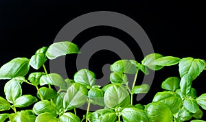 Green genovese basil plant