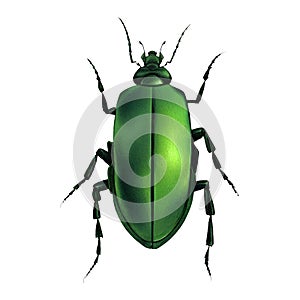 Green Geometric Beetle Insect Arthropod Variation 6 Isolated, Transparent Background