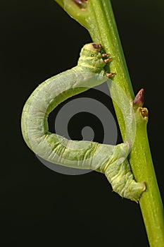 Green Geometridae caterpillar photo