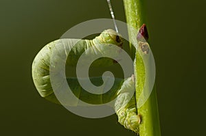 Green Geometridae caterpillar photo