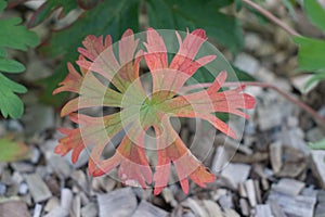 Green geranium with reddish leaves grows on stones and sawdust. View from above