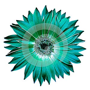 Green gerbera flower on black isolated background with clipping path. Closeup. For design.