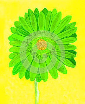 Green gerbera on yellow, watercolor