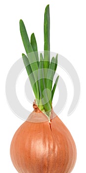 Green germinated onion isolated