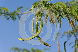 Green Ghaf Tree prosopis cineraria peas in the sunshine in the desert sand of United Arab Emirates UAE with blue sky and sand
