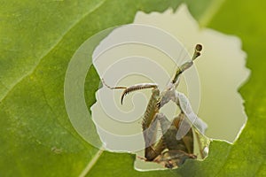 The Green Ghost Mantis