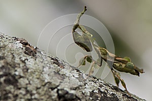 The Green Ghost Mantis