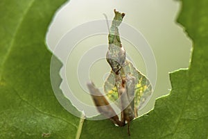The Green Ghost Mantis