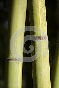 Green giant bamboo stems