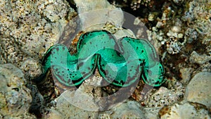 Green Giant in the Coral Reef, Red Sea