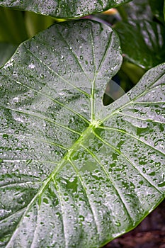 Green giant lily leaves covered with water droplets after rain