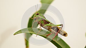Green Giant locust sitting on a green leaf of a plant close up on white background