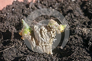 Green ginger root sprouts planted in soil