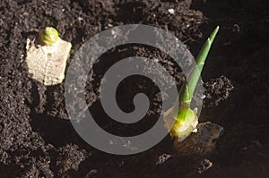 Green ginger root sprouts planted in soil