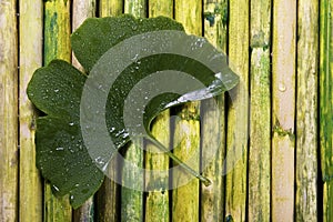 Green Gingko Leaf On Bamboo