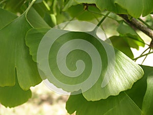 Green ginkgo biloba leaves background