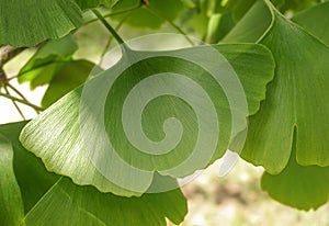 Green ginkgo biloba leaves background