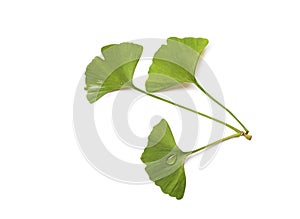 Green ginkgo biloba leaves isolated on white