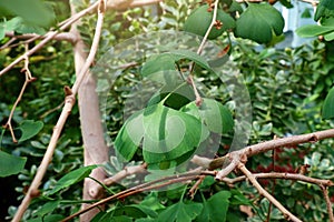 Green Ginkgo Biloba (Maidenhair Tree) leaves and branches in the garden