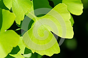 Green ginkgo leaf, also ginkgo biloba, gingko or maidenhair tree