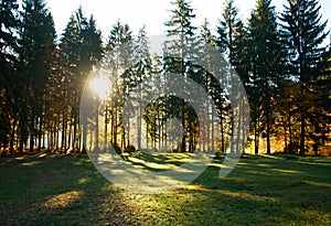 Green glade on background of autumn park trees in light of dawn sun