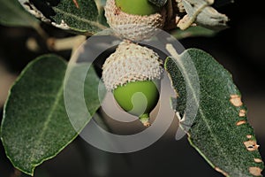 Green glans on the oak tree,