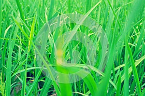 green grass texture