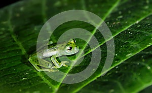 A green glass frog on a leaf in Costa Rica