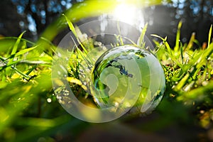 Green glass globe with green leaves and morning sunlight