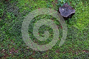 Green glass over the brown land with  stump.