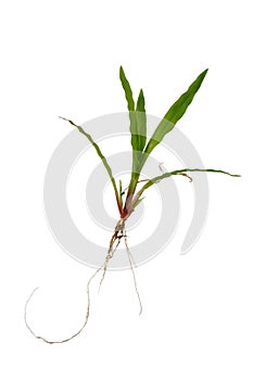 Green glass with roots