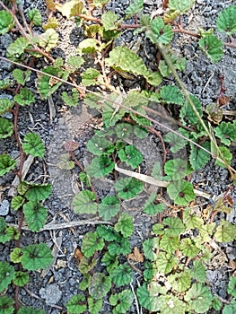 The green glechoma hederacea plant creeps along the ground photo