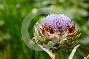 Green globe Artichoke Flower Cynara cardunculus in summer cottage garden