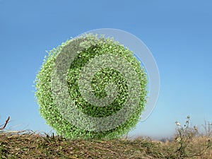 Green globe in grass