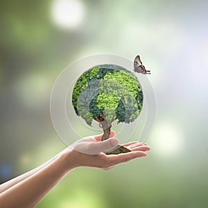 Green globe tree on volunteer`s hand for sustainable environment and natural conservation  in CSR concept