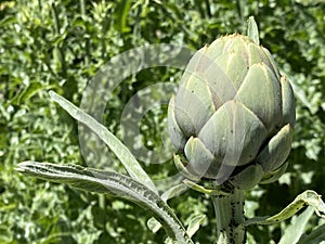 Green Globe Typ / Cynara cardunculus var. scolymus / Vegetable Globe Artichoke, Artischocke `GrÃÂ¼ne von Laon` photo