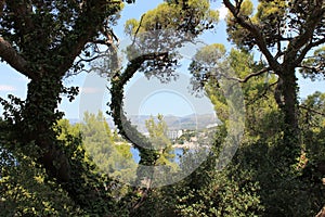 Green gnarled tree branches on a background of turquoise sea in Croatia