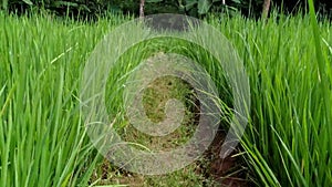 The green gold: captivating views of lush rice fields