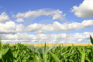 Verde a bebé campo azul el cielo 