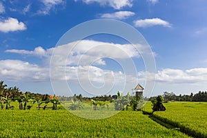 Green and Gold Fields, Blue Skies