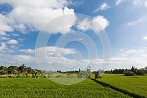 Green and Gold Fields, Blue Skies