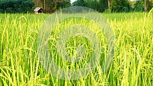 Green and gold fields, rice is going out in the natural green color in the evening to the golden sun