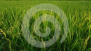 Green and gold fields, rice is going out in the natural green color in the evening to the golden sun